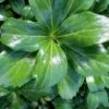 Green Sheen Pachysandra - Japanese Spurge - 18 Count Flats Of Pint Pots