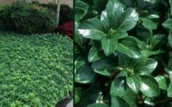 Green Sheen Pachysandra - Japanese Spurge - 18 Count Flats Of Pint Pots -Wilson Bros Gardens Shop Pachysandra Green Sheen Combo