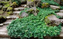 Green Sheen Pachysandra - Japanese Spurge - 18 Count Flats Of Pint Pots -Wilson Bros Gardens Shop Pachysandra Green Sheen Landscape