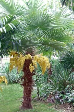 Windmill Cold Hardy Palm Tree - 7 Gallon Pot (3-4') -Wilson Bros Gardens Shop Palm Windmill 500x750 3