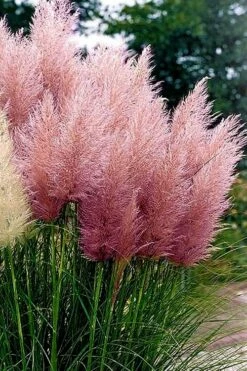 Pink Pampas Grass - 6 Pack Of 1 Gallon Pots