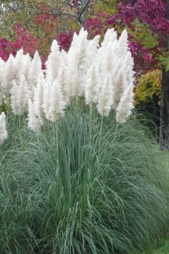 White Pampas Grass - 3 Gallon Pot -Wilson Bros Gardens Shop Pampas Grass White 11