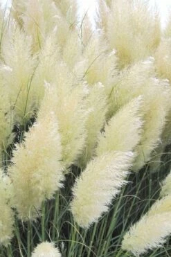 White Pampas Grass - 3 Gallon Pot