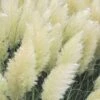 White Pampas Grass - 6 Pack Of 1 Gallon Pots