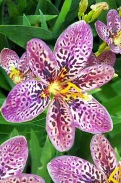 Lollipop Candy Lily - X Pardancanda - 1 Gallon Pot -Wilson Bros Gardens Shop Pardancanda Candy Lily Lollipop 1