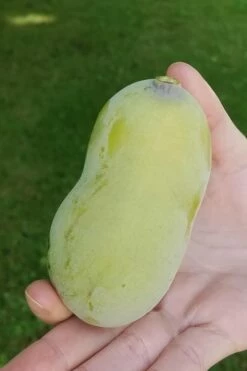 Paw Paw Tree - Asimina Triloba - 5 Gallon Pot -Wilson Bros Gardens Shop Paw Paw Tree 10 2