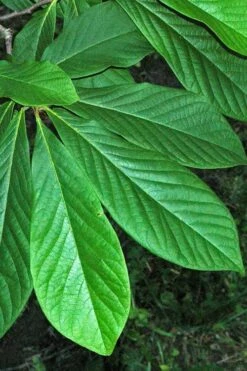 Paw Paw Tree - Asimina Triloba - 1 Gallon Pot -Wilson Bros Gardens Shop Paw Paw Tree 11 1
