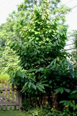 Paw Paw Tree - Asimina Triloba - 7 Gallon Pot -Wilson Bros Gardens Shop Paw Paw Tree 2