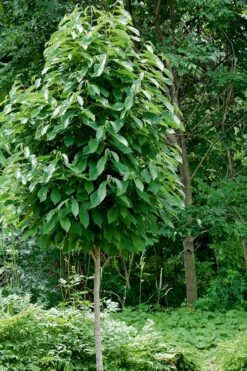 Paw Paw Tree - Asimina Triloba - 5 Gallon Pot -Wilson Bros Gardens Shop Paw Paw Tree 4 2