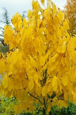 Paw Paw Tree - Asimina Triloba - 7 Gallon Pot -Wilson Bros Gardens Shop Paw Paw Tree 7