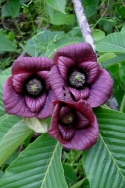 Paw Paw Tree - Asimina Triloba - 3 Gallon Pot -Wilson Bros Gardens Shop Paw Paw Tree Flowers 1 3