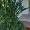 Pringles Dwarf Podocarpus Yew - 1 Gallon Pot