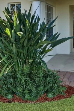 Pringles Dwarf Podocarpus Yew - 1 Gallon Pot