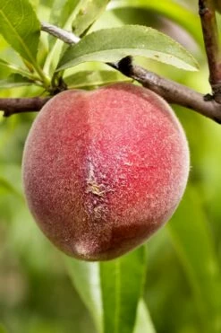 Bonanza Dwarf Patio Peach Tree - 5 Gallon -Wilson Bros Gardens Shop Peach Bonanza 1