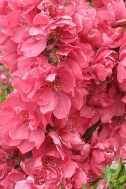 Bonanza Dwarf Patio Peach Tree - 3 Gallon Pot -Wilson Bros Gardens Shop Peach Bonanza 3 1