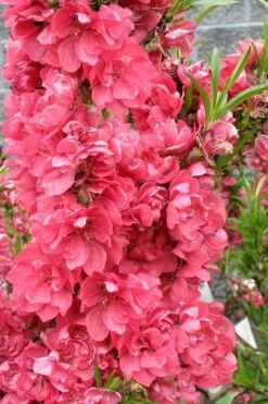 Bonanza Dwarf Patio Peach Tree - 3 Gallon Pot -Wilson Bros Gardens Shop Peach Bonanza 4 1