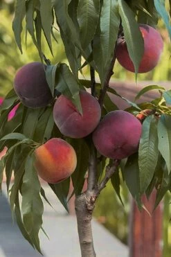 Bonanza Dwarf Patio Peach Tree - 3 Gallon Pot -Wilson Bros Gardens Shop Peach Bonanza 5 1