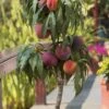 Bonanza Dwarf Patio Peach Tree - 5 Gallon