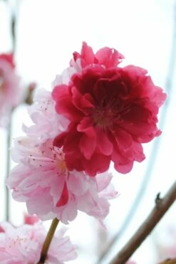Peppermint Flowering Peach Tree - 2 Gallon Pot -Wilson Bros Gardens Shop Peach Flowering Peppermint 3