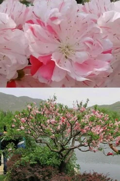 Peppermint Flowering Peach Tree - 2 Gallon Pot -Wilson Bros Gardens Shop Peach Flowering Peppermint 6