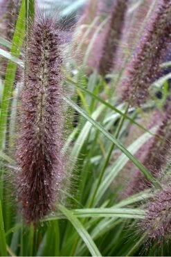Black Fountain Grass - Pennisetum Alopecuroides 'Moudry' - 3 Gallon Pot -Wilson Bros Gardens Shop Pennisetum Moudry 500x750 2