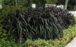 Princess Caroline Purple Fountain Grass (Pennisetum) - 6 Pack Of 1 Gallon Pots 8 Princess Caroline Purple Fountain Grass (Pennisetum) - 6 Pack Of 1 Gallon Pots -Wilson Bros Gardens Shop Pennisetum Princess Caroline 5