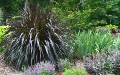 Princess Caroline Purple Fountain Grass (Pennisetum) - 1 Gallon Pot -Wilson Bros Gardens Shop Pennisetum Princess Caroline Plant 2 1
