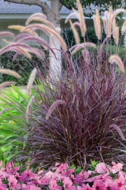 Purple Fountain Grass (Pennisetum Rubrum) - 2.5 Quart Pot -Wilson Bros Gardens Shop Pennisetum Rubra Purple Fountain Grass 21