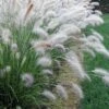 Hameln Dwarf Hardy Fountain Grass (Pennisetum) - 1 Gallon Pot