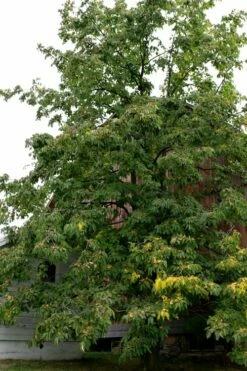 American Persimmon Tree (Diospyros Virginiana) - 1 Gallon Pot -Wilson Bros Gardens Shop Persimmon American 2 2