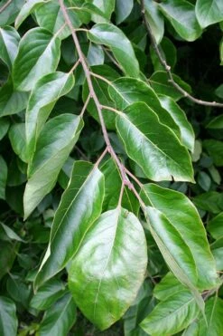 American Persimmon Tree - Diospyros Virginiana - 2 Gallon Pot -Wilson Bros Gardens Shop Persimmon American 3 3