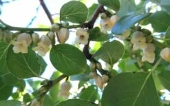 American Persimmon Tree (Diospyros Virginiana) - 3 Pack Of 1.5 Quart Pots -Wilson Bros Gardens Shop Persimmon American 5