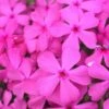 Drummond's Pink Creeping Phlox - 1 Gallon Pot