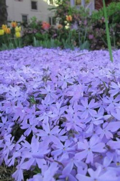 Emerald Cushion Blue Creeping Phlox - 1 Gallon Pot -Wilson Bros Gardens Shop Phlox Emerald Blue 13 1