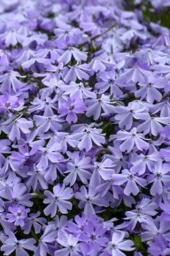 Emerald Cushion Blue Creeping Phlox - 1 Gallon Pot -Wilson Bros Gardens Shop Phlox Emerald Blue 14 1