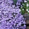 Emerald Cushion Blue Creeping Phlox - 6 Pack Of 1 Gallon Pots