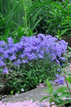 Blue Moon Woodland Phlox - 1 Gallon Pot -Wilson Bros Gardens Shop Phlox Woodland Blue 11