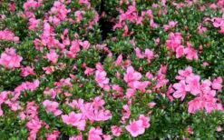 Chinzan Dwarf Azalea - 6 Pack Of 1 Gallon Pots -Wilson Bros Gardens Shop Picture Azalea Chinzan 1