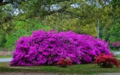 Formosa Southern Indica Azalea - 3 Gallon Pot -Wilson Bros Gardens Shop Picture Azlea Formosa Shrub 5 2