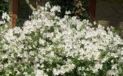 Mrs. G.G. Gerbing White Southern Indica Azalea - 3 Gallon Pot -Wilson Bros Gardens Shop Picture Azlea GG Gerbing 1