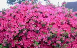 Judge Solomon Southern Indica Azalea - 1 Gallon Pot 7 Judge Solomon Southern Indica Azalea - 1 Gallon Pot -Wilson Bros Gardens Shop Picture Azlea Judge Solomon Flowers