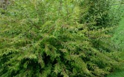 American Beautyberry Bush - 2.5 Gallon Pot -Wilson Bros Gardens Shop Picture Beautyberry American Bush