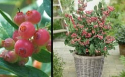 Pink Lemonade Blueberry - 6 Pack Of 1 Gallon Pots -Wilson Bros Gardens Shop Picture Blueberry Pink Lemonade 1 1