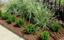 Baby Gem Boxwood - 3 Gallon Pot -Wilson Bros Gardens Shop Picture Boxwood Baby Gem Edger 1