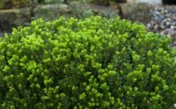 Baby Gem Boxwood - 1 Gallon Pot 14 Baby Gem Boxwood - 1 Gallon Pot -Wilson Bros Gardens Shop Picture Boxwood Baby Gem Leaves