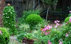 Baby Gem Boxwood - 1 Gallon Pot 15 Baby Gem Boxwood - 1 Gallon Pot -Wilson Bros Gardens Shop Picture Boxwood Baby Gem Specimen