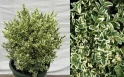 Dwarf Variegated Boxwood - 3 Gallon Pot -Wilson Bros Gardens Shop Picture Boxwood Dwarf Variegated 4