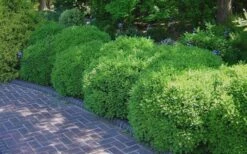 Franklins Gem Dwarf Boxwood - 3 Gallon Pot -Wilson Bros Gardens Shop Picture Boxwood Franklins Gem 2 1