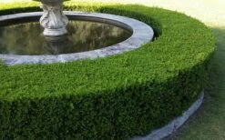Franklins Gem Dwarf Boxwood - 6 Pack Of 1 Gallon Pots 10 Franklins Gem Dwarf Boxwood - 6 Pack Of 1 Gallon Pots -Wilson Bros Gardens Shop Picture Boxwood Franklins Gem Hedge 8