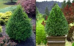 Green Mountain Boxwood - 6 Pack Of 1 Gallon Pots -Wilson Bros Gardens Shop Picture Boxwood Green Mountain 2 2